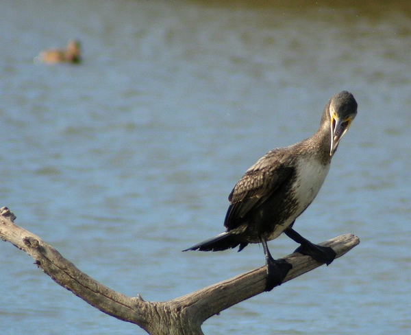macchia grande e i suoi cormorani (almeno credo)
